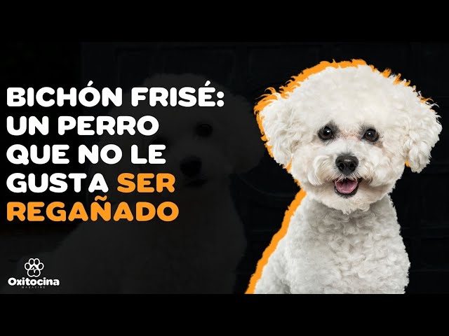 Vídeo relacionado con Suki Gifts International - Perro pequeño Sentado, Bichon Frise (12175), Blanco