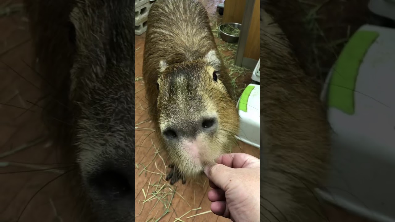 YouTube Short thumbnail