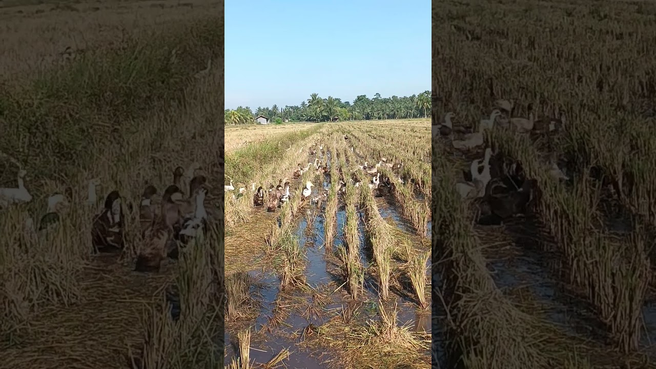 Scroll to the farm🐕🐂🐄🦆#farming #highlights  #nature