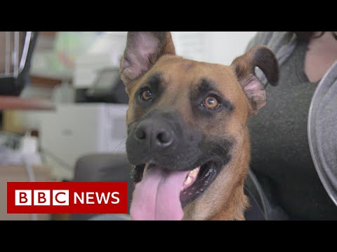 US dog shelters struggle with returns after pandemic adoption boom - BBC News