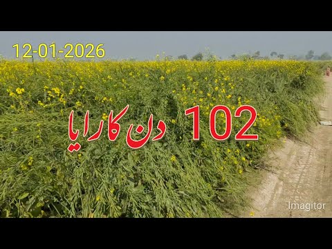 Tipu Sultan Raya Heavy Pod Load | Fewer Flowers & Bent Plants | Mustard Crop Update | Agri Me