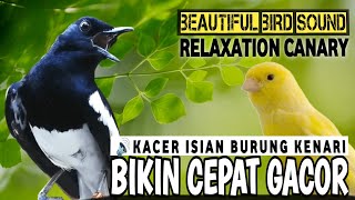 Download lagu SUARA BURUNG KACER GACOR CANARY - MASTERAN KACER GACOR FULL ISIAN KENARI - SEKETIKA IKUT GACOR🔥 mp3 Download lagu SUARA BURUNG KACER GACOR CANARY - MASTERAN KACER GACOR FULL ISIAN KENARI - SEKETIKA IKUT GACOR🔥 mp3
