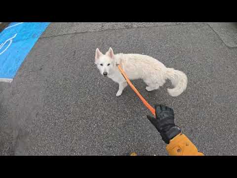 Amateur With Dog