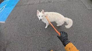 Dog Walk at Amateur Level