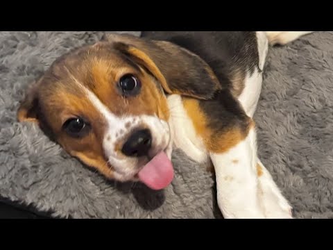 Genetically modified beagle is hypoallergenic