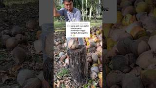 Download lagu Begini cara petik buah kelapa #kelapa #shorts mp3