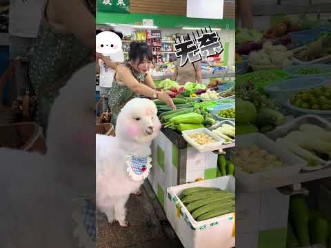 羊驼逛菜市场 我不想带它去菜市场了，这样舔下去，真的拿不动啊！#萌宠出道计划#神奇动物在抖音 #羊驼乐乐妈
