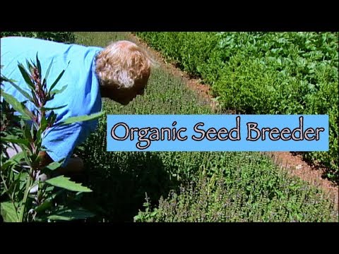 Benefits of Organic Seed Breeding - Frank Morton