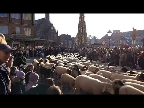Sheep herds move through German cities for winter pastures