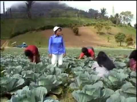 Beta Sayang Sampe Mati - Ferry Sapulette