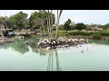 Animal Kingdom Kilimanjaro Safaris Flamingos