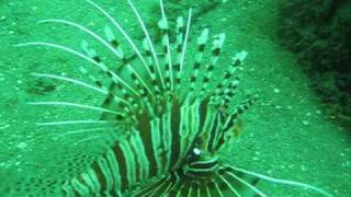 preview picture of video 'Lionfish in Sarangani Bay'