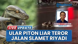Ular Piton Berkeliaran di Tengah Jalan Slamet Riyadi Solo bikin Heboh Pengendara, Viral di Medsos