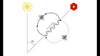 What's Waggle Dance of the Honeybee? | How bees communicate?