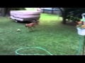 Tillytest2 Wmv