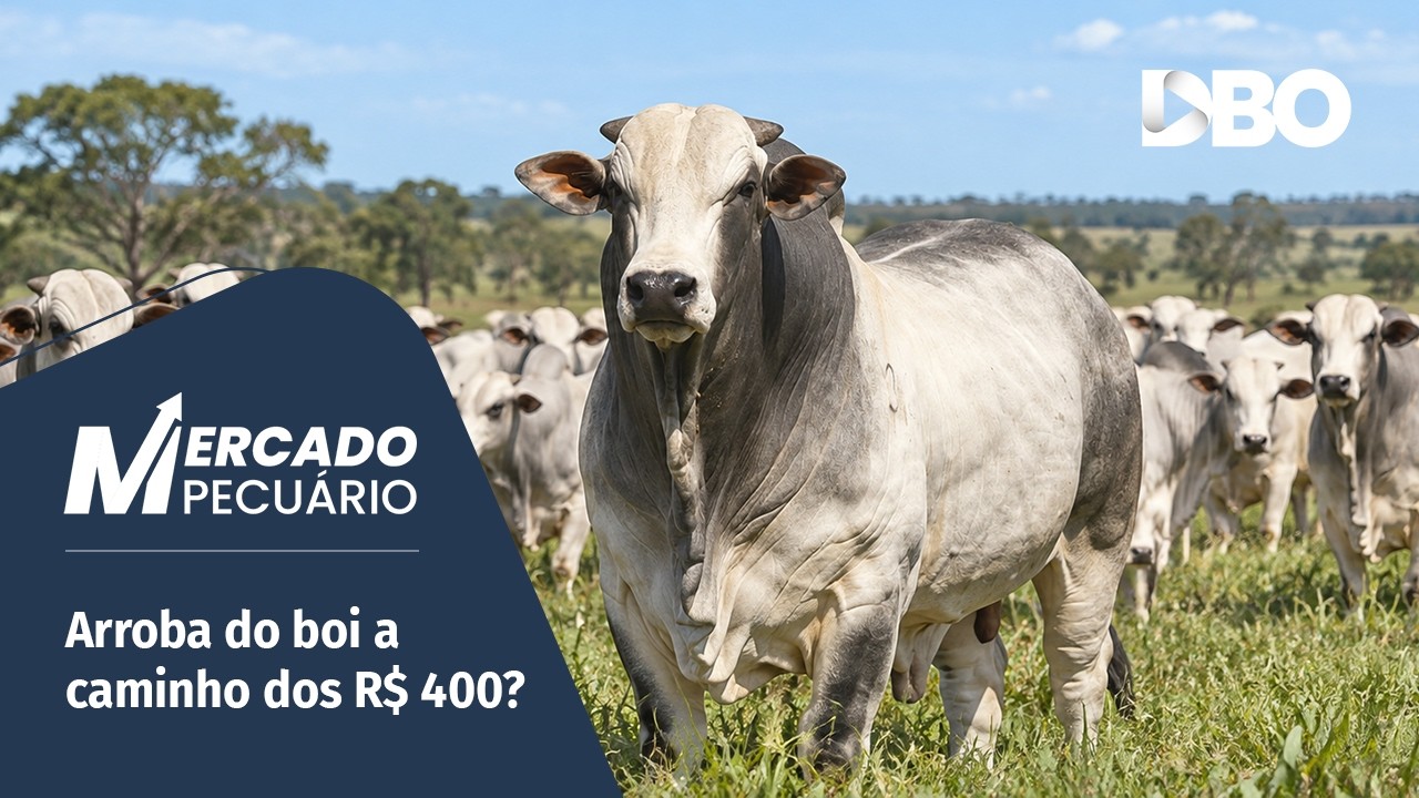 Boi gordo deve ganhar força e aliviar a relação de troca no fim do ano