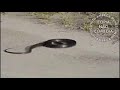 Cobra Loca Dançando Backyardigans
