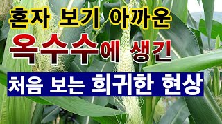 [텃밭농부. 1,142]  혼자 보기 아까운 옥수수의 희귀한 현상 #옥수수재배