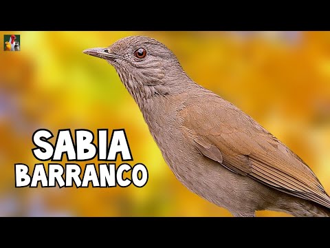 MARAVILHOSO CANTO DA SABIÁ BARRANCO COM CACHOEIRA