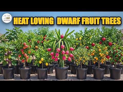 15 Container Dwarf Fruit Trees That Thrive In Extreme Summer Heat