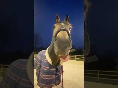 Secrets Horses Will Never Reveal You 👣 🐎