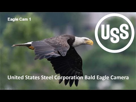 U. S. Steel Bald Eagle Camera Live view cam 1 - Great view of the nest with Chat