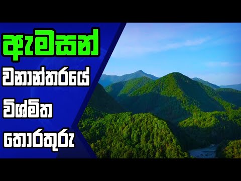 ඇමසන් වනාන්තරයේ විශ්මිත තොරතුරු|Amazing Informations About Amazon Rainforest