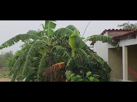Bom dia pessoal, hoje amanheceu nevando aqui em Araripe Ceará e muita chuva 🌧️☂️ 