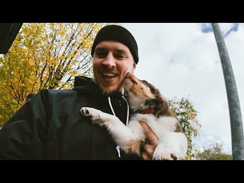 Tõime endale lennukiga Ungarist kutsika