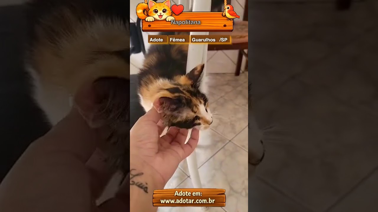 Gato raça SRD-ViraLata idade 1 ano nome Napolitana 