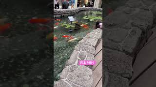 #鯉　#アラモアナセンター