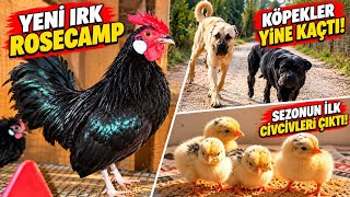 Çiftliğimize Yeni Irk Rosecamp Tavuklar Geldi 🐓 Köpekler Yine Kaçtı! İlk Civcivl