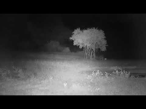 Djuma: Lone Hyena walks up Twin Dams Road - 21:18 - 03/14/2022