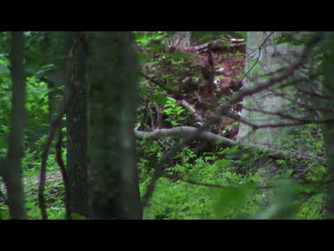 One of th Best Dogman Videos. Close and Clear  6-12-18