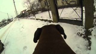 preview picture of video 'My boxer dog and the gopro'