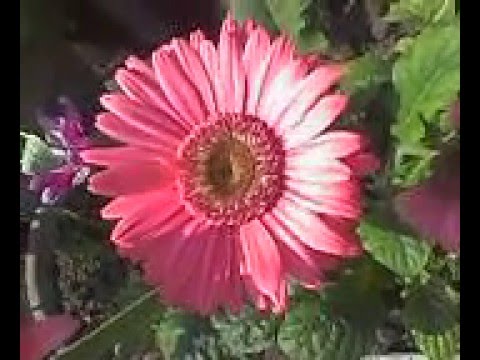 beautifull flower in qila didar singh