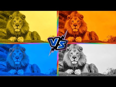 Funny Lion's. Vs BATTLE. EXE 4 COLORS 4 MUSIC