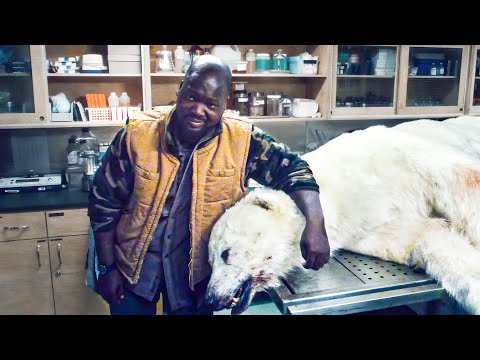 Man Unleashes Ancient Parasite by Taking Photo With Dead Polar Bear