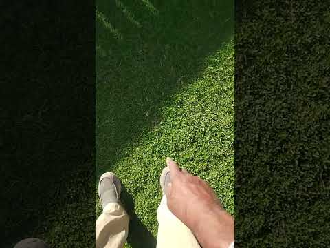 Subsurface Drip irrigation + Kurapia = 👍