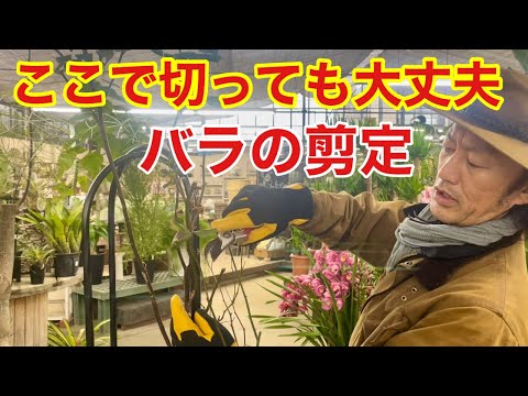 バラの剪定時によくある3つの間違い 植物