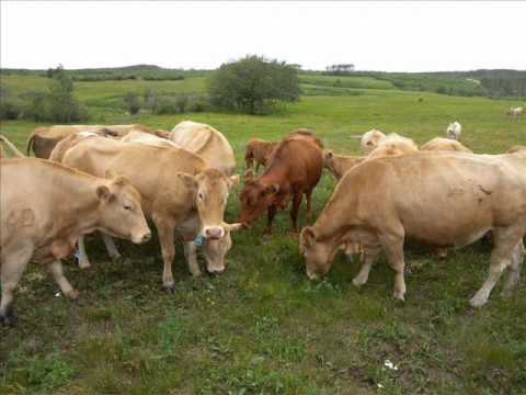, title : 'BLONDE D'AQUITAINE o Garonnese: razza bovina Francese da carne'