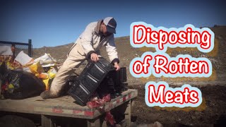 Disposing of Rotten Meats