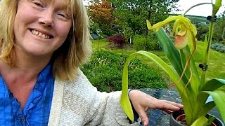 Potting Phragmipedium Orchids