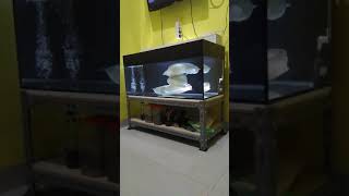 Download lagu Arwana silver brazil di aquarium layar hitam mp3