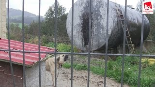 preview picture of video 'Situación lamentable del albergue de perros de Navia'