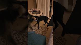 Video preview image #1 Labrador Retriever-Unknown Mix Puppy For Sale in Palatka, FL, USA