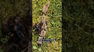 Shrew train 🚂