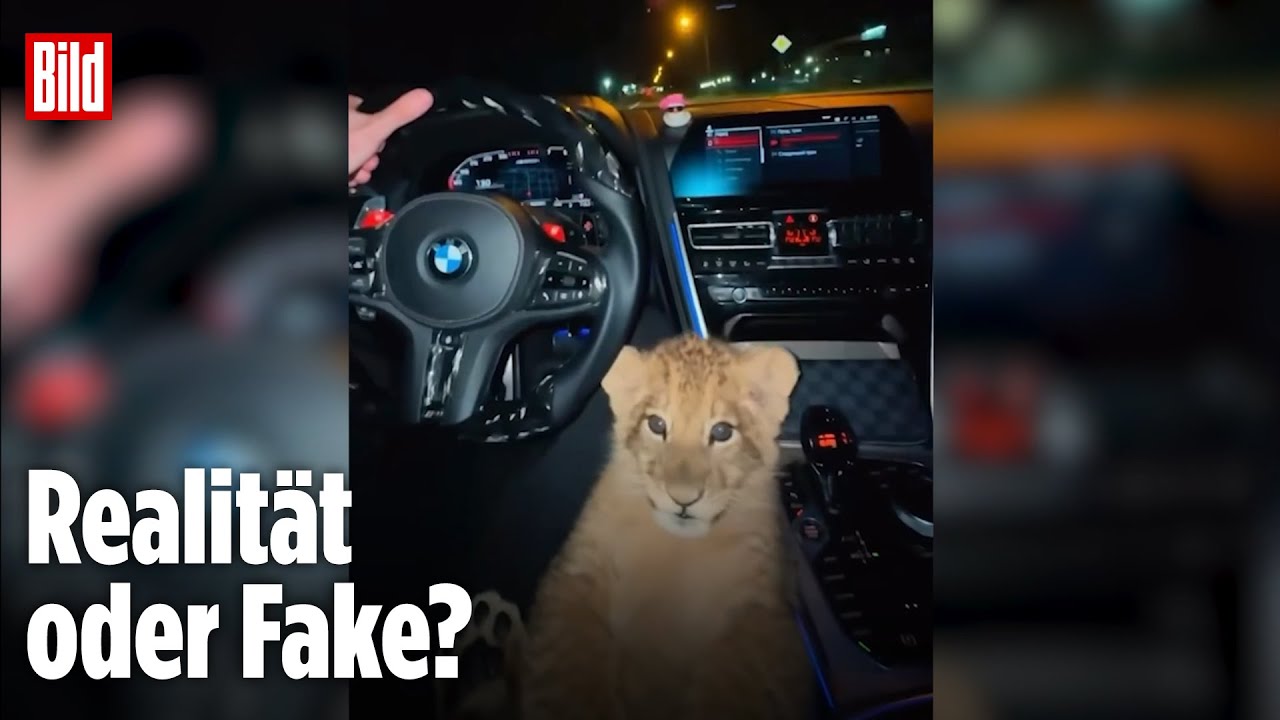 Polizei ermittelt in Bremen: Wurde DIESES Löwen-Video mit KI generiert?