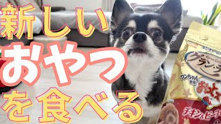 犬用おっとっとって美味しいの？ #犬との暮らし #chihuahua #dog