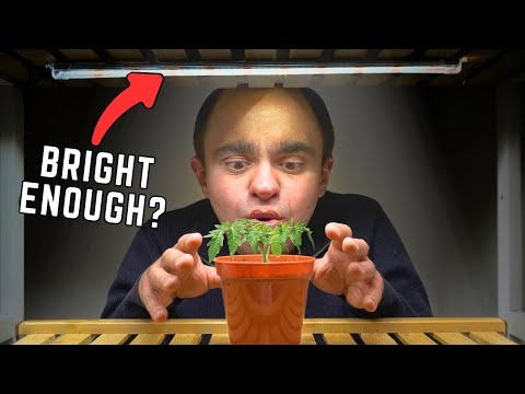 Are Cheap Grow Lights Bright Enough To Grow Tomato Seedlings?